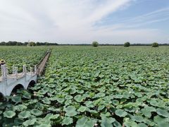 -洪湖生态旅游区