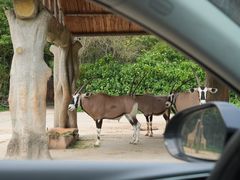 -广州长隆野生动物世界