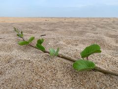 -汕头中海黄金海岸水上乐园