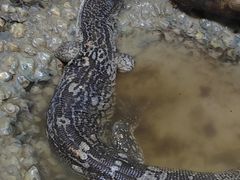 -上海大自然野生昆虫馆