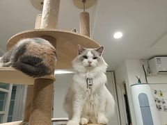 -楼上猫咖(罗湖店)
