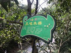 -呀诺达热带雨林