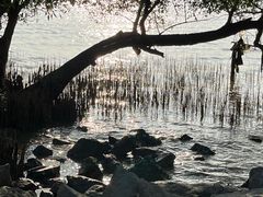 -宝安西湾红树林湿地公园