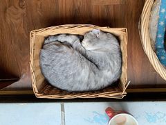 -猫友咖啡店(玉林西路店)