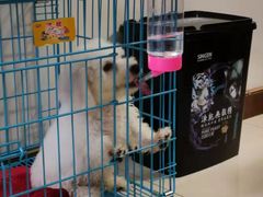 -翊宠yipet猫狗购宠庄园犬舍•猫舍