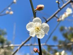 -广东中医药博物馆