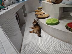 -柴务处·柴犬主题狗咖