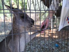 -费瑟代尔野生动物园
