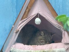 -青藏高原野生动物园