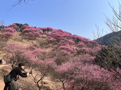 -新建村梅花