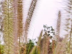 -东郊湿地公园