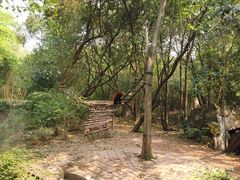 景点-成都大熊猫繁育研究基地