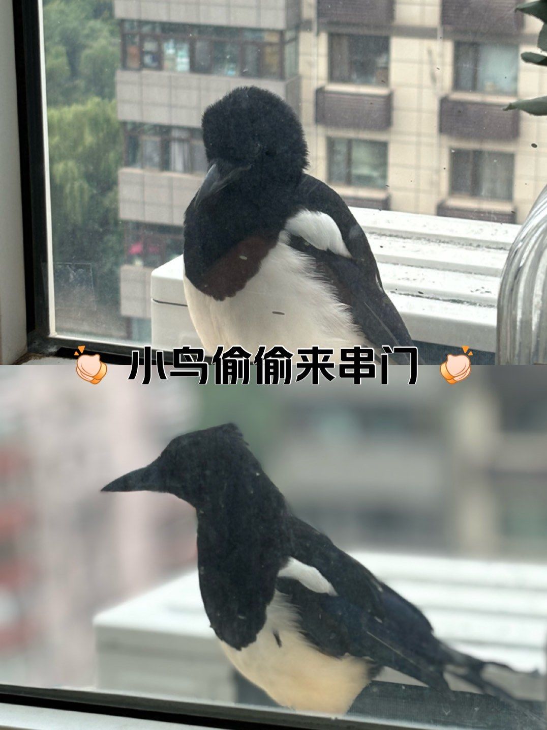 在阳台外放了一些玉米碴,鸽子每天会来吃,今天来了一只黑不隆咚的鸟