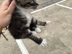 -爱牧宠物医院·猫专科·骨科·内窥镜(甪直店)