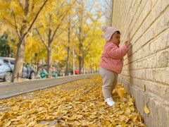 -三里屯东五街银杏大道