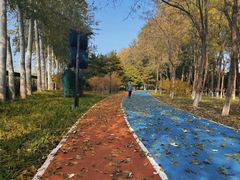 -大兴滨河森林公园