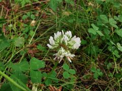 -峡谷浮石林景区