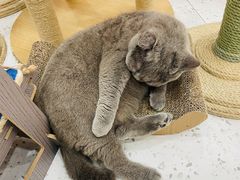 -喵园·猫主题咖啡厅·撸猫·猫咖(国贸店)