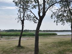 -春花秋色城市公园