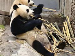 -都江堰中华大熊猫苑