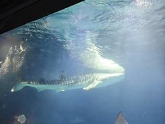 -烟台海昌鲸鲨海洋公园