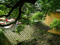 -杨家堂村