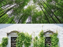 -镇江市南山风景名胜区竹林景区