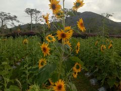 -亚龙湾国际玫瑰谷