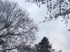 -武汉大学-樱园