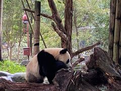 -都江堰中华大熊猫苑