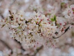 -西北湖绿化广场