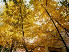 -陕西师范大学(雁塔校区)