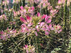 -顾村公园