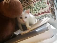 -平行世界·猫咖(首经贸店)