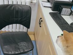 -天使宠物医院·犬猫分诊(彩虹店)