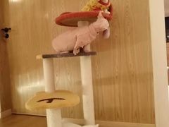 -猫腻·猫咖·撸猫馆(星光大道店)