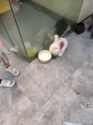 -神奇动物撸宠馆·羊驼·小浣熊·异宠(豫园店)