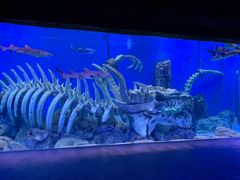 -哈尔滨波塞冬海底世界