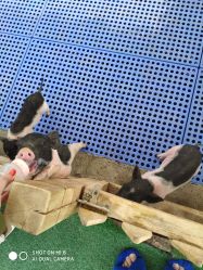 -萌宠亲子动物乐园(槐房万达店)