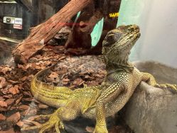 点击看大图 -Zoolung Zoolung动物主题公园(海信广场店)