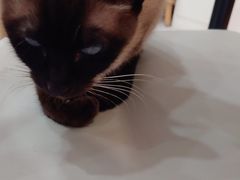 -喵园·猫主题咖啡厅·撸猫·猫咖(国贸店)