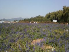 -北京东方普罗旺斯薰衣草庄园