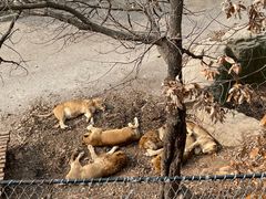 -大连森林动物园