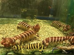 -Isla Sugbu Seafood City