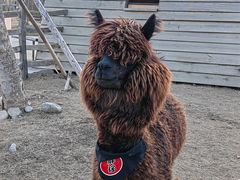 -祥源·阜阳生态乐园