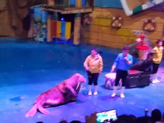 -烟台海昌鲸鲨海洋公园