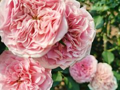 -人民公园(罗湖区)