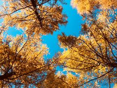 -塞罕坝国家级自然保护区