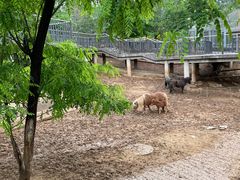 -石家庄市动物园