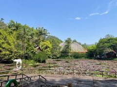 -野象谷景区